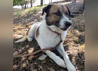 Dolly ein einsamer Schatz