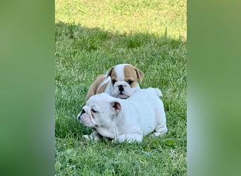Englischen Bulldogge