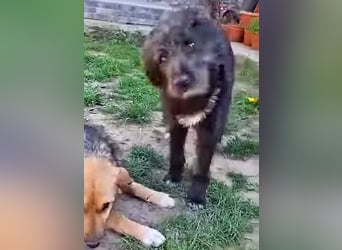 Emma - liebe, soziale, katzenverträgliche Schäferhundmix-Hündin mit Handicap / noch in Rumänien