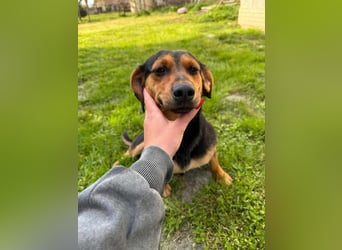 Amigo, geboren 08.04.2023, 35cm sucht sein Zuhause