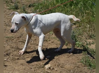 Mary - Sehr liebe (taube) Dogo-Argentino Hündin, ca. 3 Jahre alt, gut verträglich