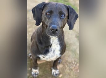 Hailey, geb. ca. 06/2015, lebt in GRIECHENLAND, auf einem Gelände, Hunde werden notdürftig versorgt