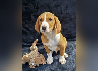 Vincent, einer von 5 süssen Welpen die auf der Strasse geboren wurden