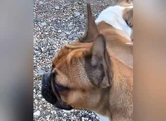 Französische Bulldogge reinrassig FCI (körperlich/genetisch getestet)