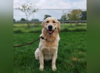 Golden Retriever Deckrüde mit FCI-Ahnentafel