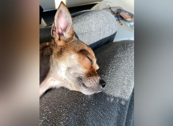 SOPHIE und KAAMI ❤️ 2 Chihuahua Seelen, Pflegefamilie Bochum