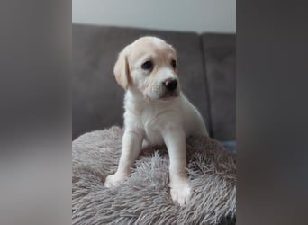 Wunderschöne Labrador-Mix Welpen