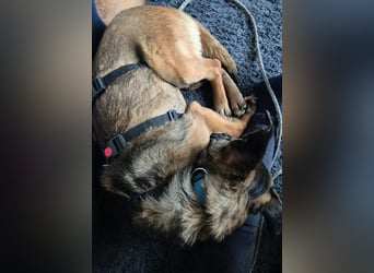 Süßer Tarek wartet auf Pflegestelle