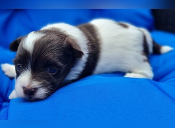 Bezaubernde Welpen aus Bolonka Zwetna und Pomeranian (Zwergspitz)