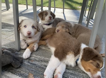 Reinrassige Australian Shepherd Welpen