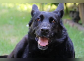 Hündin Elsa sucht ein Zuhause