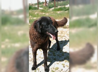 Beth, auf der Suche nach ihrem Für-immer-Zuhause