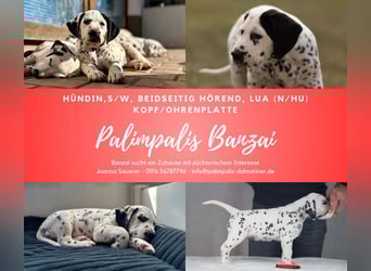 Palimpalis Banzai, Hündin, LUA, mit Platte