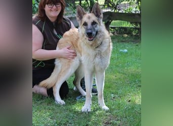 Ronja, Schäferhund-Kuvasz-Mix, geb. 2018, schüchterne große Hündin