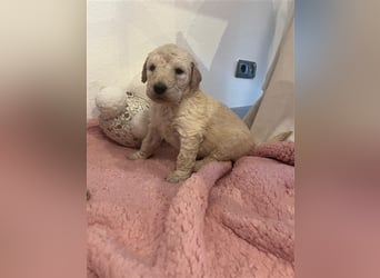 Wunderschöne Goldendoodle Welpen zu verkaufen Abgabe frühestens ab 06.12.24