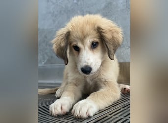 Maik, geb. ca. 04/2024, lebt in GRIECHENLAND, im städt. Tierheim Serres