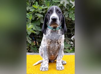 Braque d'Auvergne (Auvergne Vorstehhund) Welpe