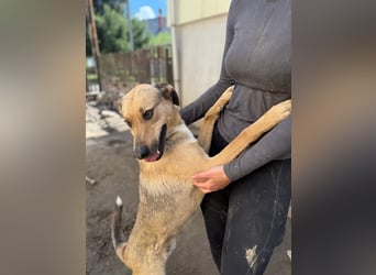 Alex - Freundlicher Jungspund sucht liebevolles Zuhause