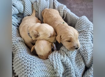 Labradoddle F1
