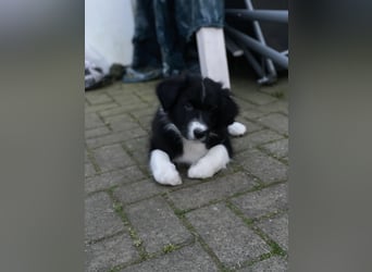 Supersüsse Australian Shepherd Welpen in der Farbe