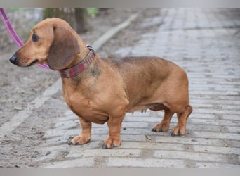Lola - aufgeschlossene, menschenbezogene nette Hündin