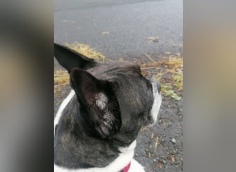 Französische Bulldogge Inge sucht Zuhause oder Pflegestelle