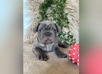 Französische Bulldoggen Welpen