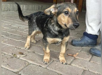 Lucy, geboren 10.12.2024, 31cm sucht ihre Menschen