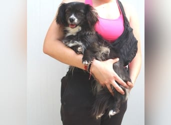 Abby, Chihuahua-Dackelmischling, geb. 2023, kleine freundliche Hundedame sucht Zuhause
