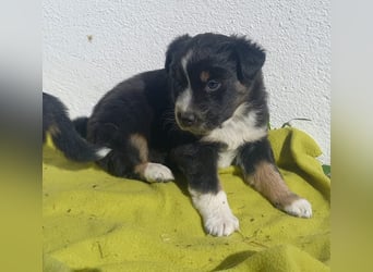 Hübsche Aussie Welpen