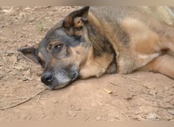 Joy, eine von vier Hunden, die dringend ein neues Zuhause benötigen