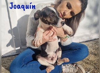 Joaquín 10/2024 (ESP Pflegestelle) - neugieriger und zärtlicher, kleiner Bodeguero-Mix Welpe!