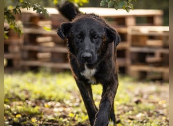 Mateo: sucht Geborgenheit