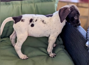 Süße Cookie sucht eine Familie