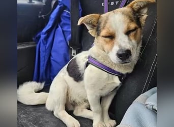 Didier - freundlicher, aktiver, verspielter kleiner Jack Russel-Mix Rüde / z.Zt. noch in Rumänien
