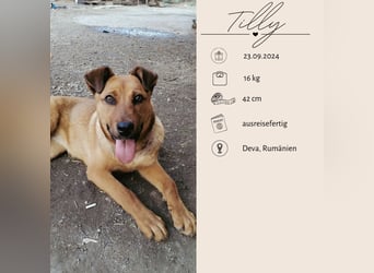 TILLY - sportliche, junge Hündin sucht Familie