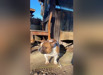 Coco - erwachsener French Bully Rüde