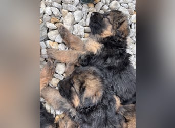 Deutsche Schäferhunde Langstockhaar