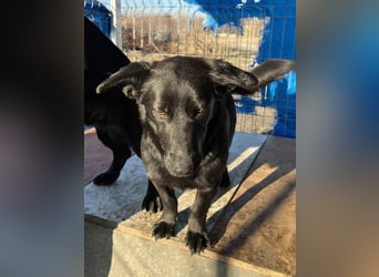 ⭐️MARIUCA⭐️, Hündin, 2 Jahre, 37 cm, Mischling, Tierschutz