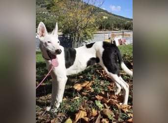 Jackson, ein Zuhause trotz Handicap ?