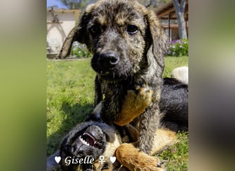 Gigi und Giselle suchen ein Zuhause