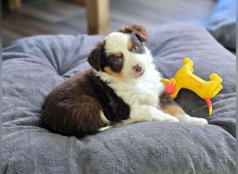 Mini Aussie Hündin / Mini American Shepherds aus Liebevoller Aufzucht
