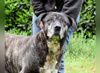 Biggie - Schoßhund im XXXL-Format?