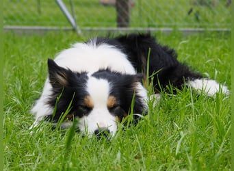 Border Collie Welpen