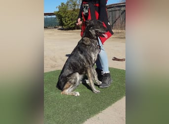 Elfie, Schäferhund-Mix, lieb und verträglich