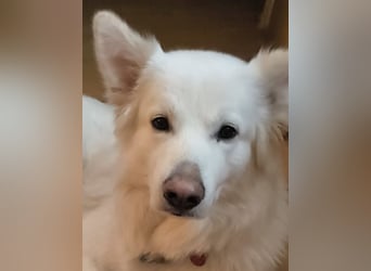 Weißer Schäferhund Rüde mit kl. Handicap