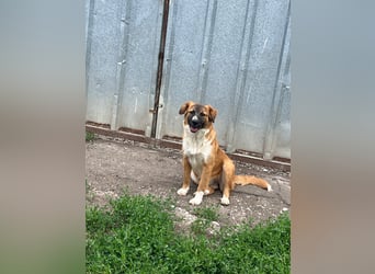 „Marisa“,Liebe Junghündin sucht ein Zuhause, gut verträglich. Noch zurückhaltend.