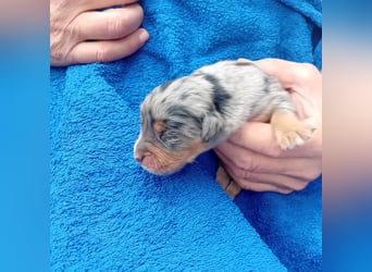 Golden Aussie