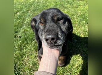 Momo - knapp 7 Jahre in Tierheim