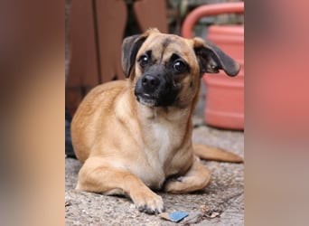 Fely ❤️ junges, liebes Mops-Mädchen